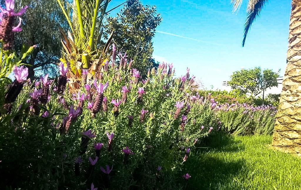 Agriturismo Masseria Calongo Cisternino Exteriör bild